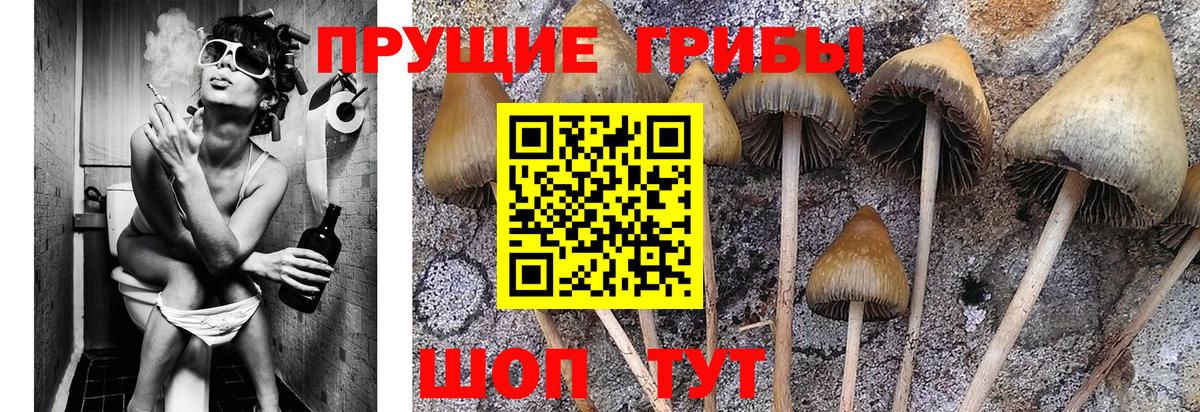 Галлюциногенные грибы MAGIC MUSHROOMS  Вход с VPN  Лиски  Псилоцибиновые грибы Cubensis 
